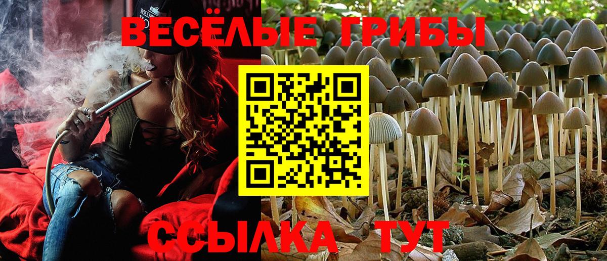 Галлюциногенные грибы Psilocybine cubensis Егорьевск